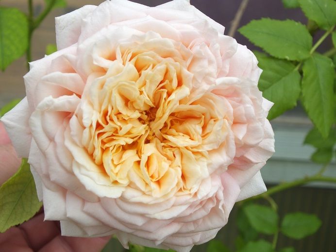  photo oshun_zpsde80f722.jpg